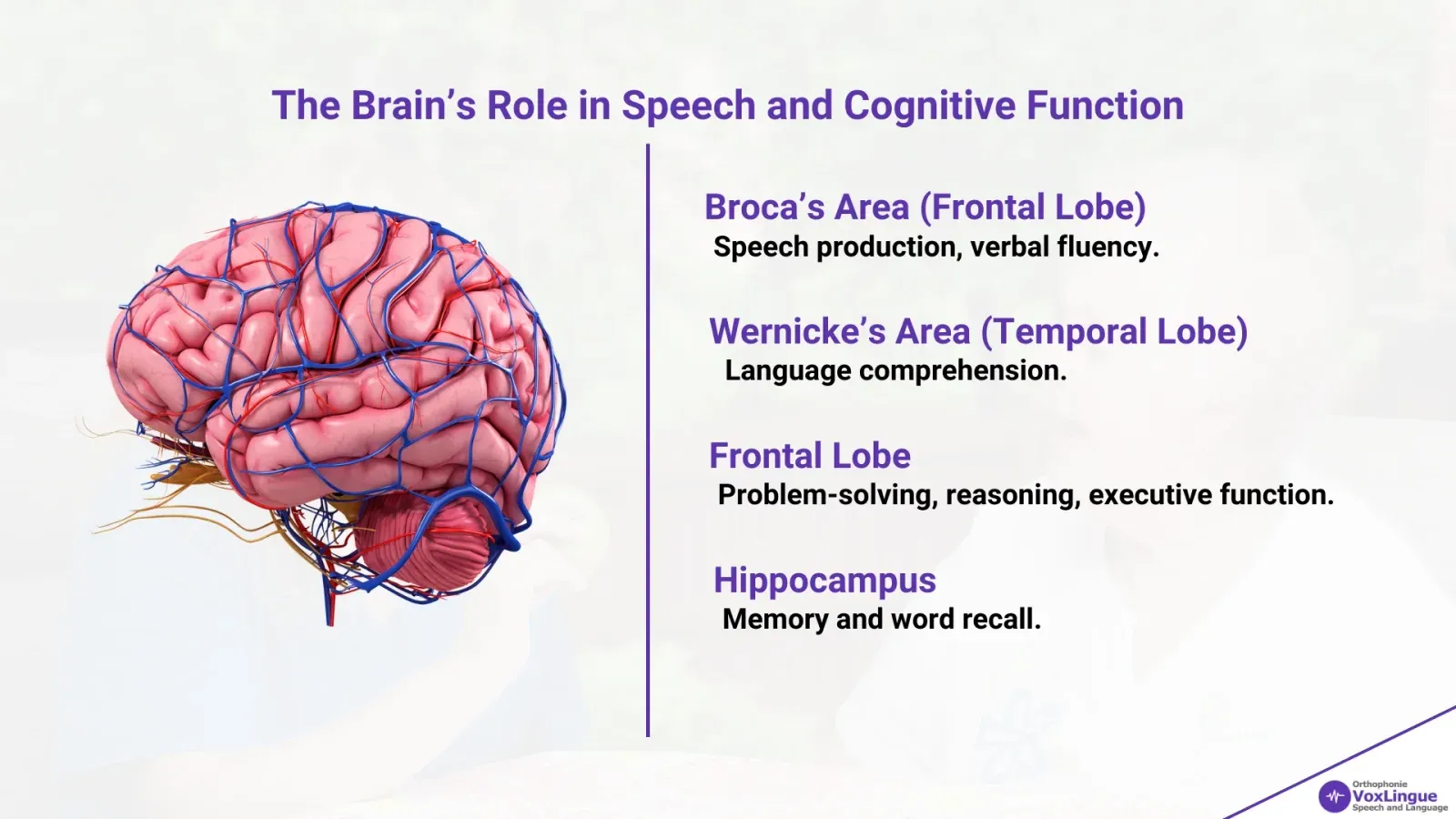 Figure 2 - How Speech Therapy Supports Cognitive Function A Guide for Adults in Montreal | The Brain’s Role in Speech and Cognitive Function
