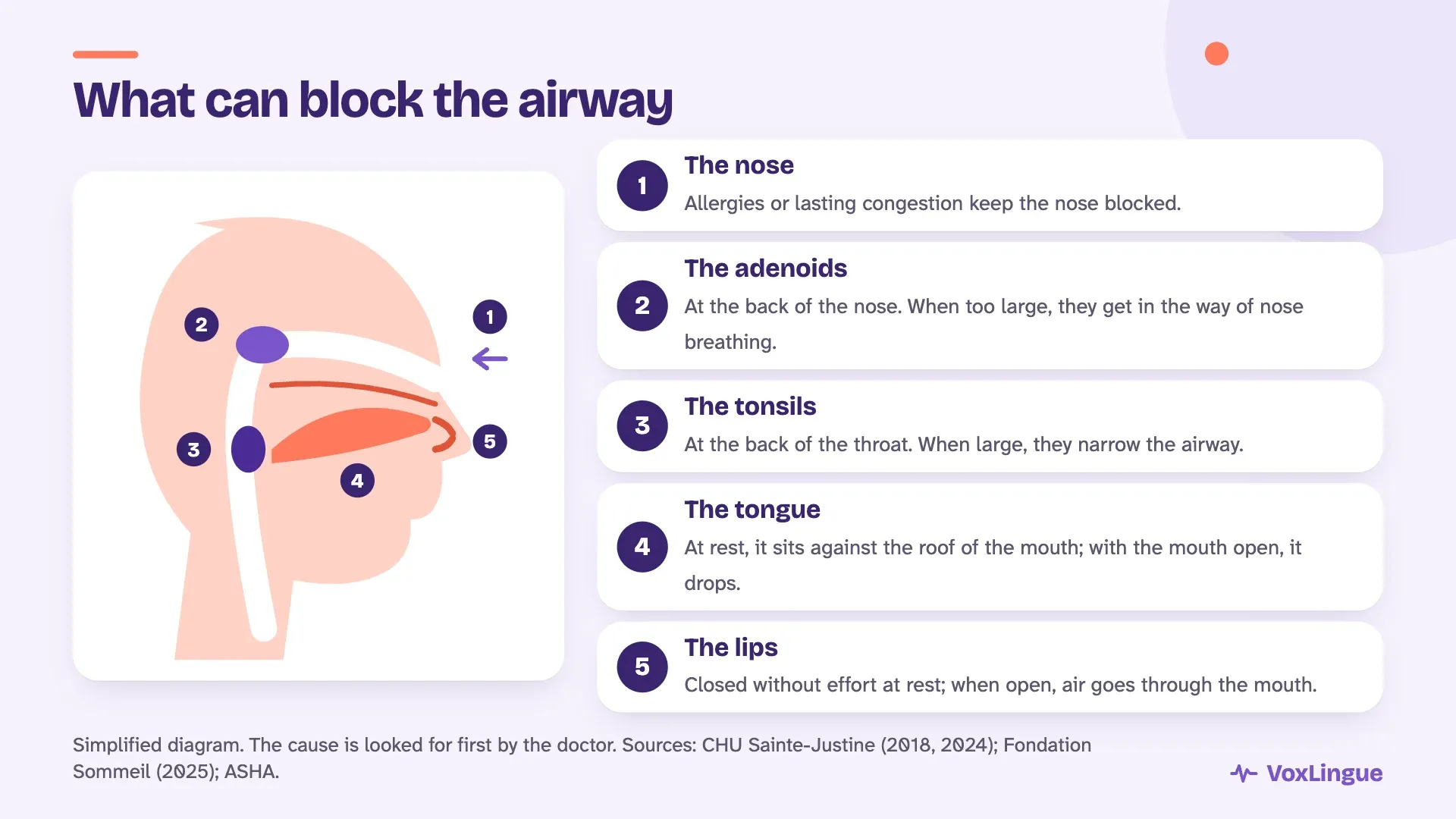 Diagram of the nose, adenoids, tonsils, tongue and lips, and what can block a child’s airway
