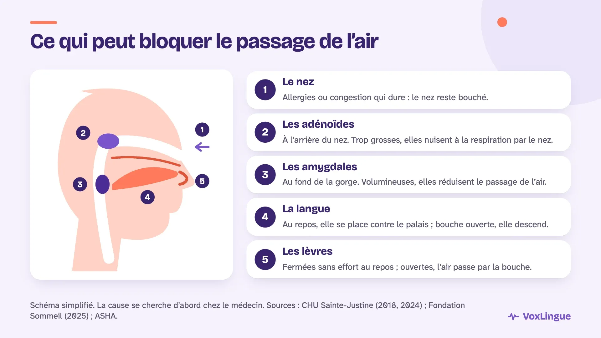 Schéma du nez, des adénoïdes, des amygdales, de la langue et des lèvres, et de ce qui peut bloquer le passage de l’air chez l’enfant